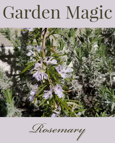 Rosemary - Garden Magic